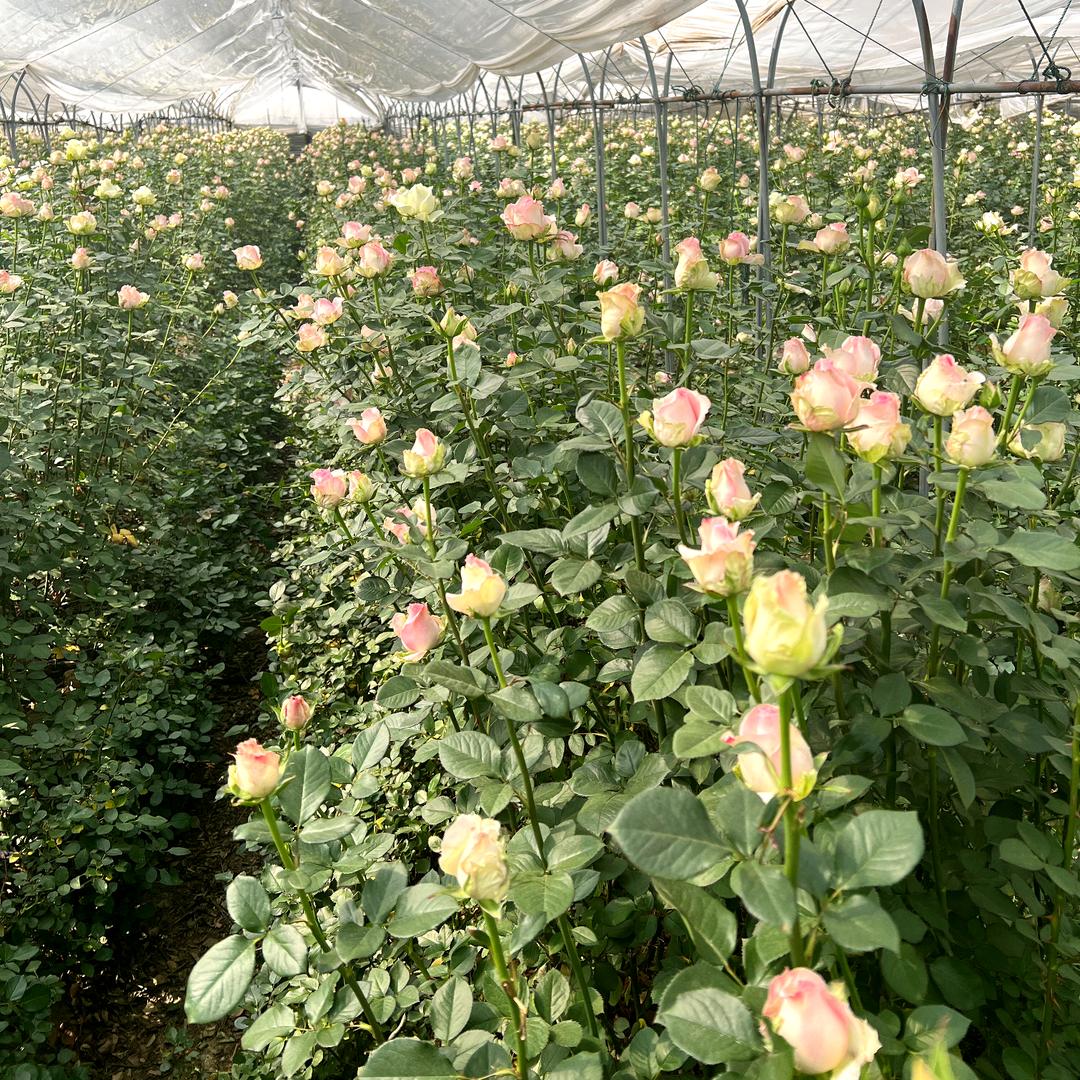 南县小红芽（程建军）