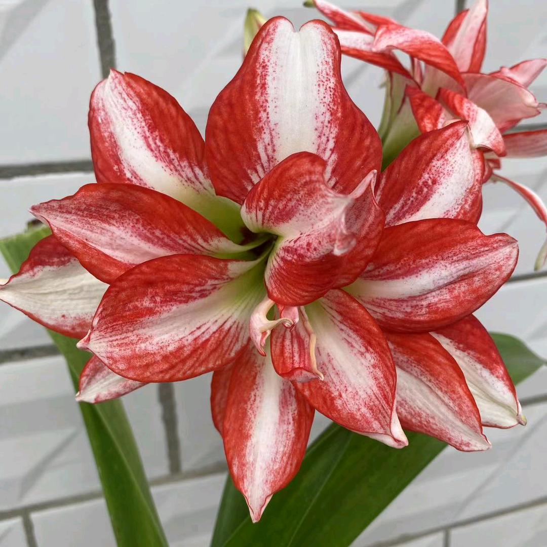 家和万事兴🌹🌹🌹