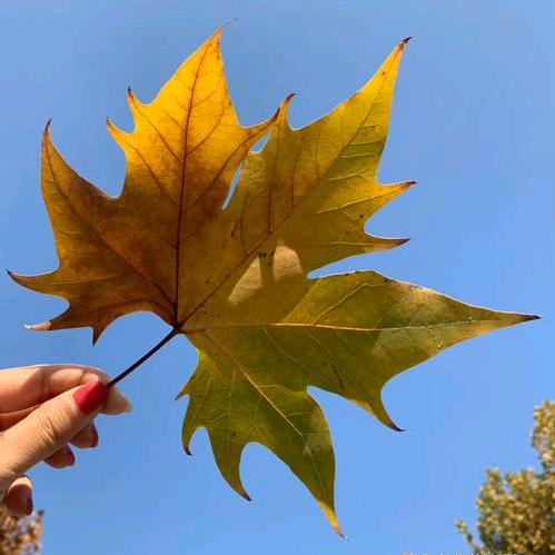 叶🍂