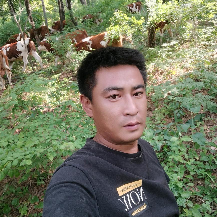 东北昊霖代收小公牛