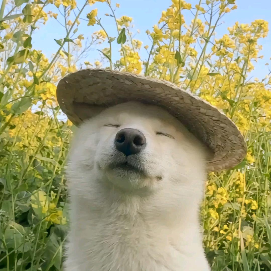 德爱戴