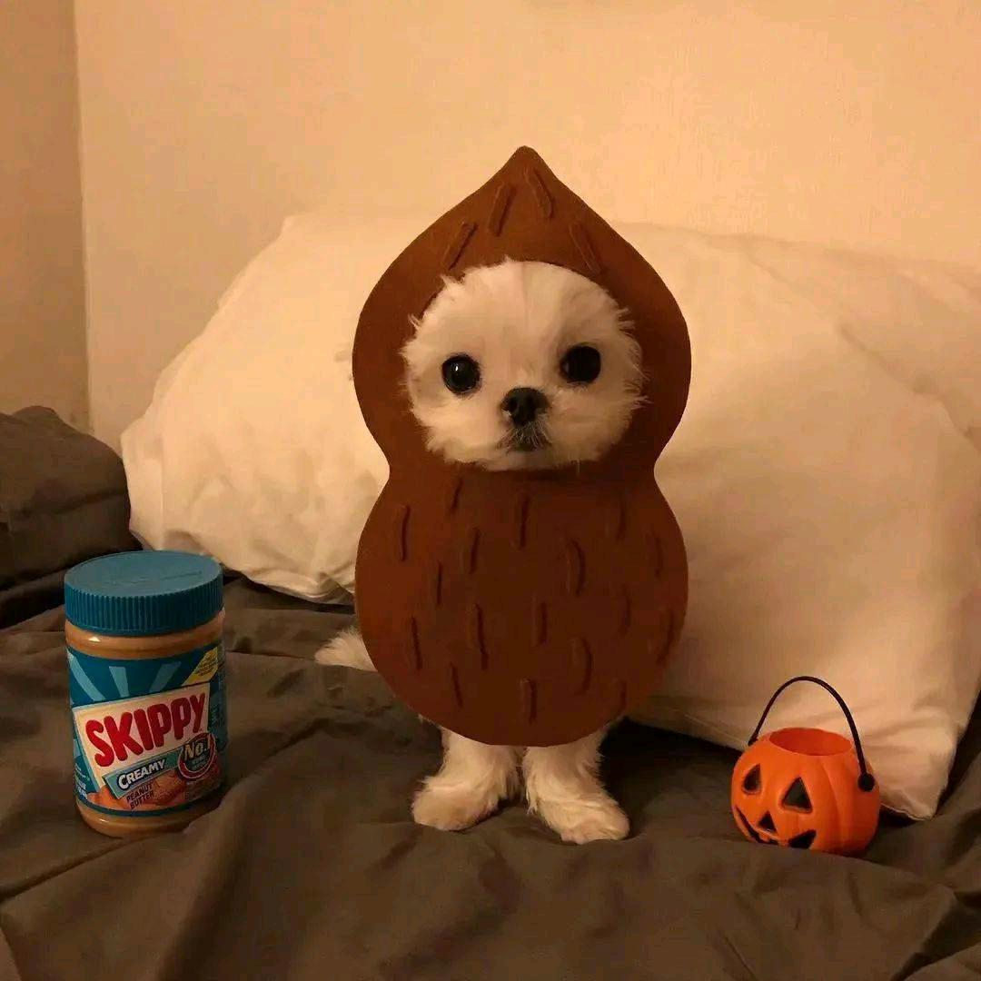 瓦罐罐（三角洲行动）