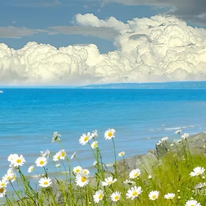 🌸🌼