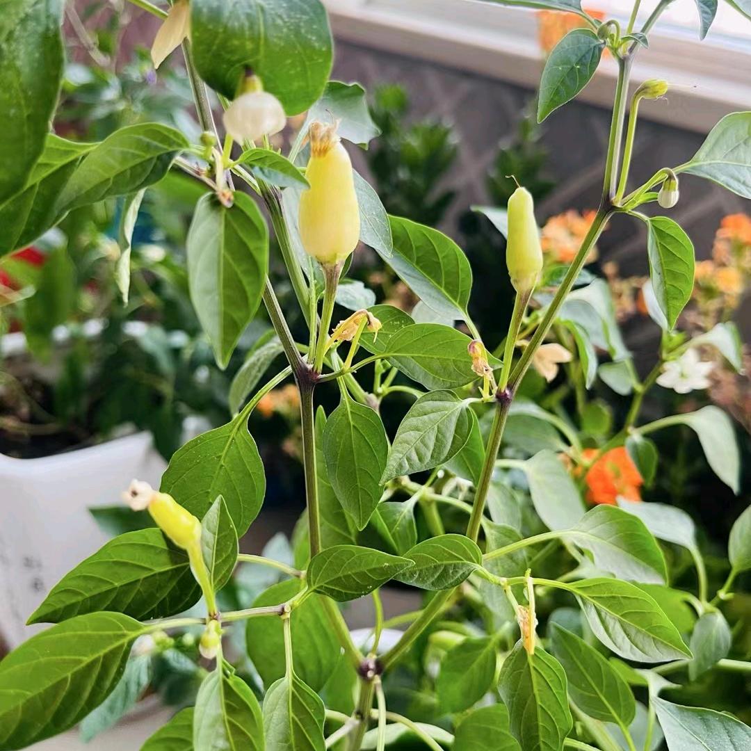 蓉蓉的幸福生活