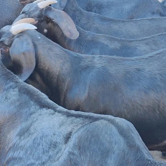 鼎旺努比亚黑山羊养殖场