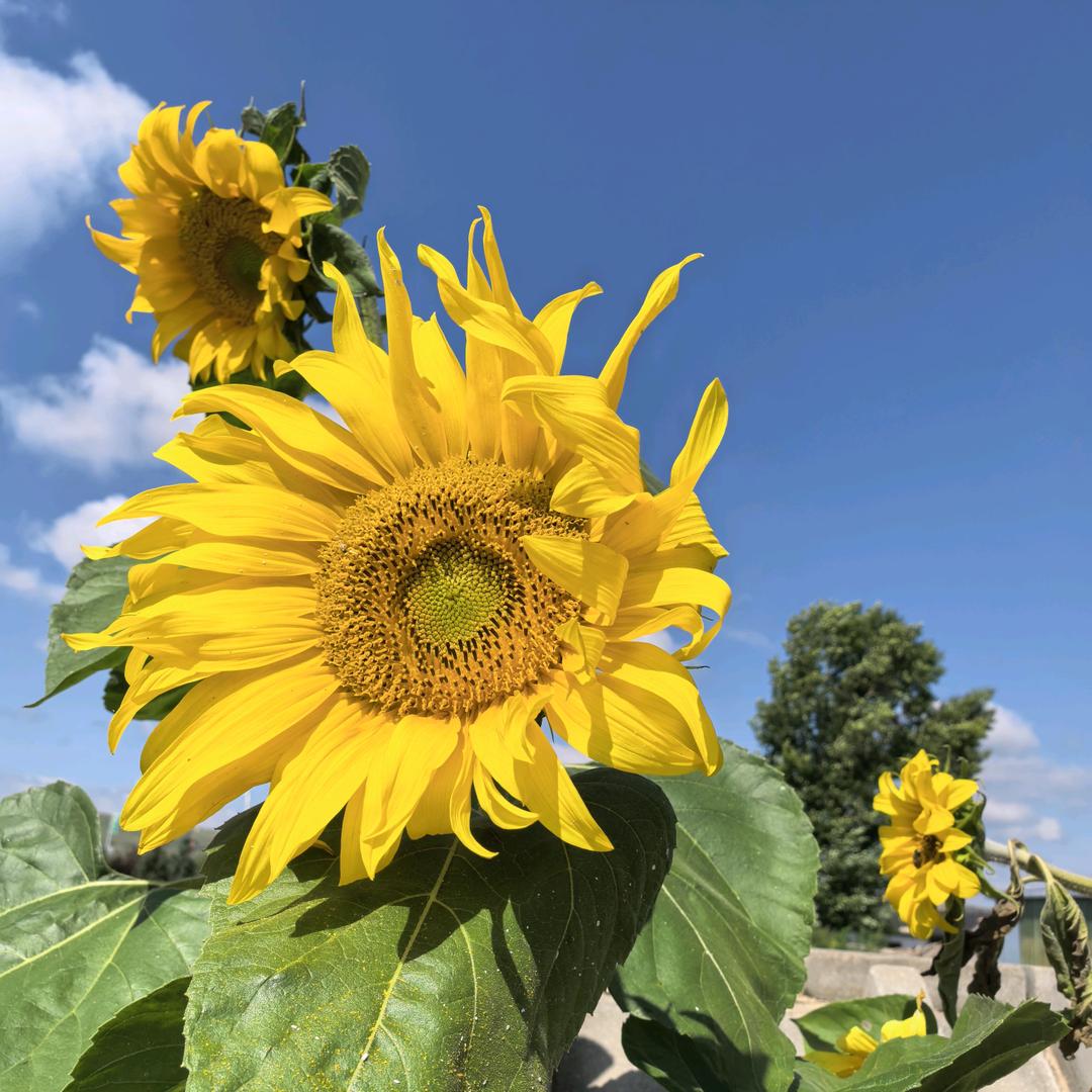 🌻N🌻