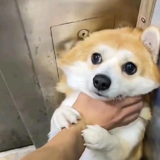 番茄不吃西红柿