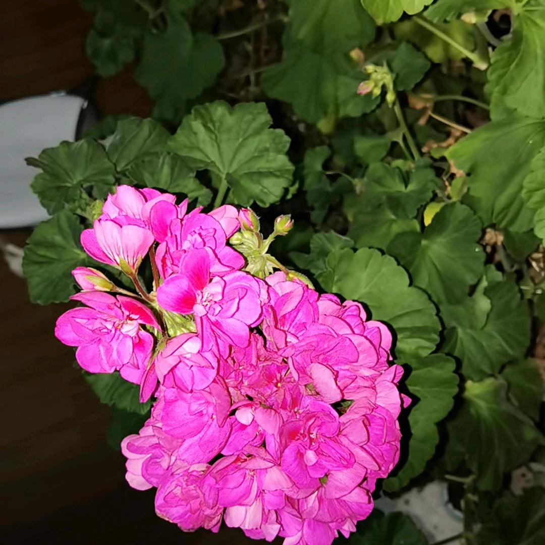 袅袅炊烟