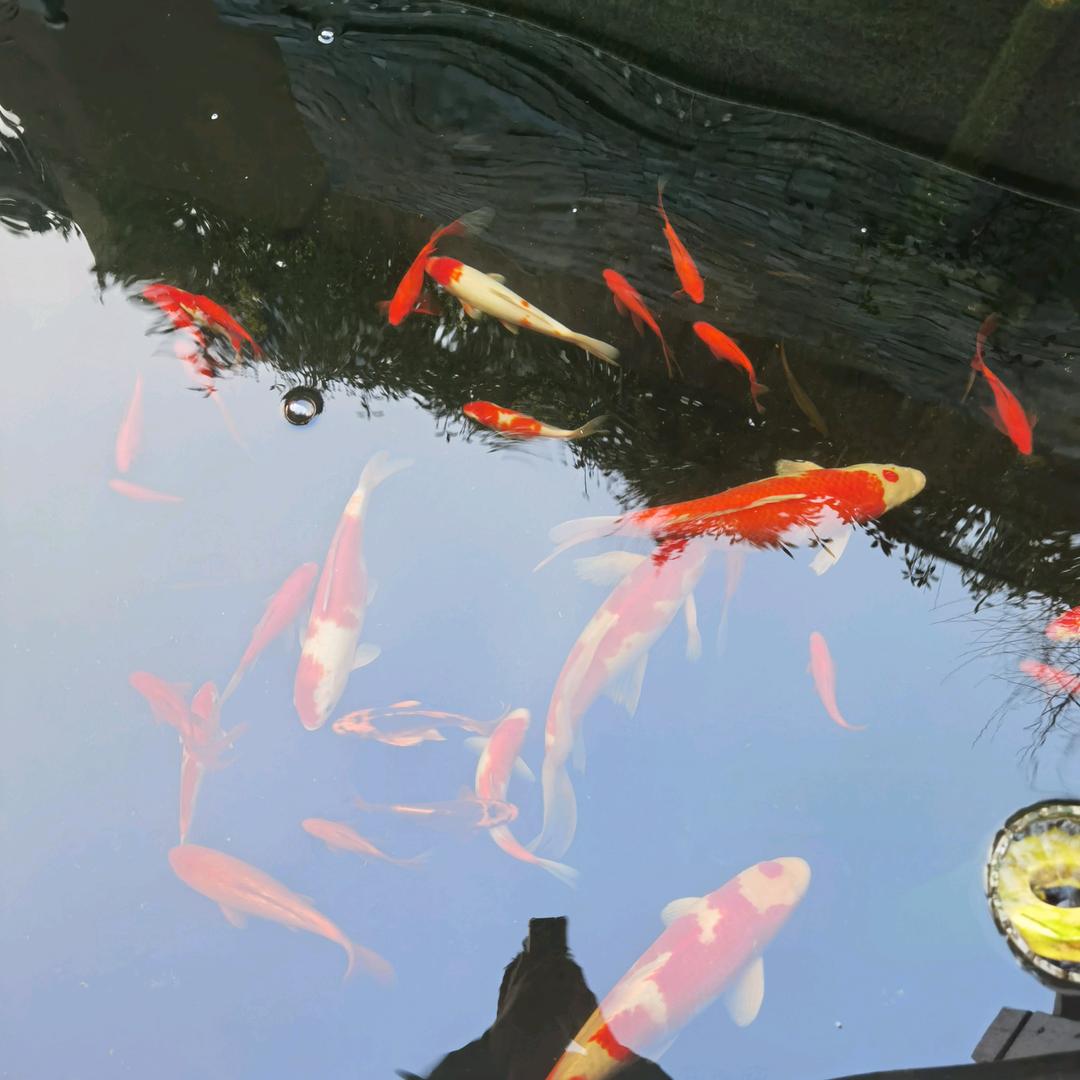 大锋（浙）