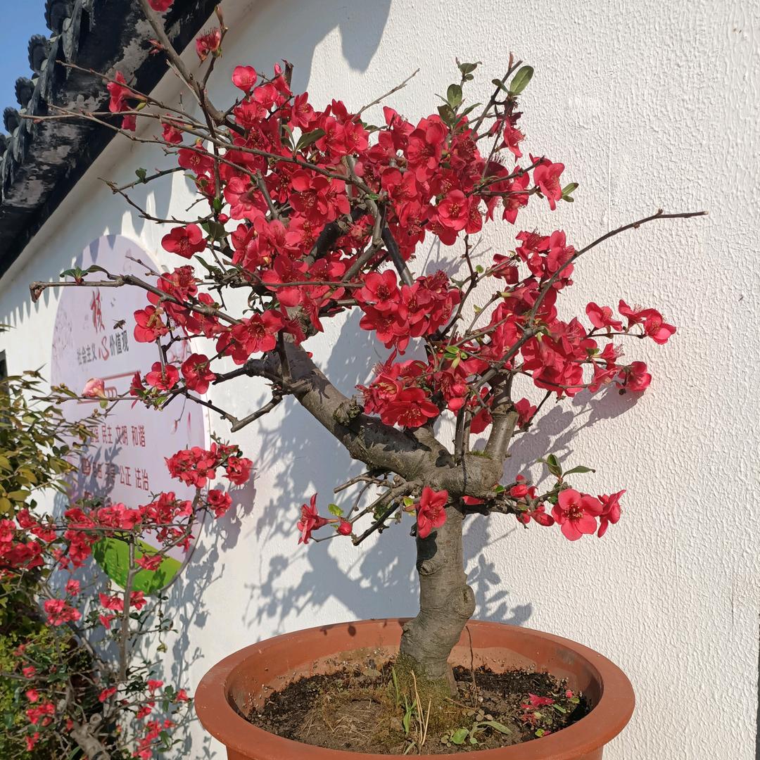 天天好心情。🌹