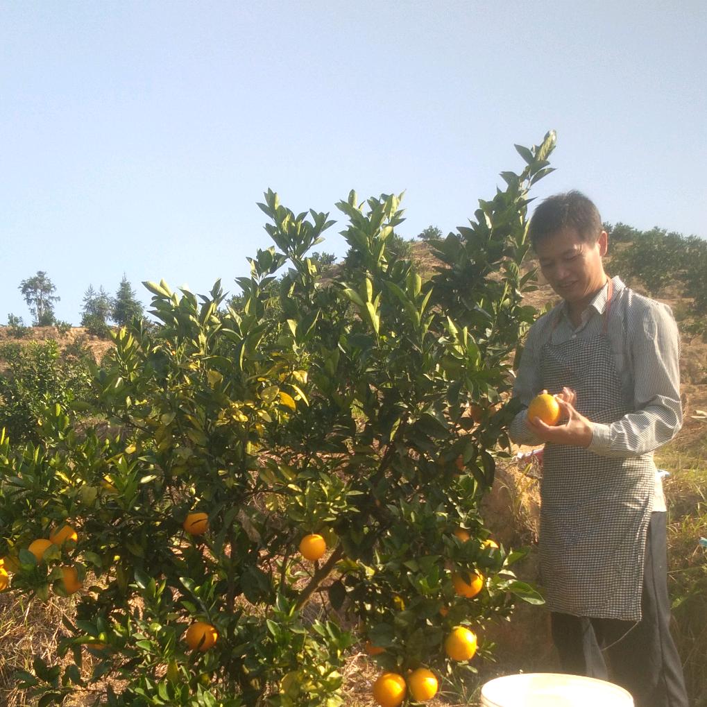 高山脐橙