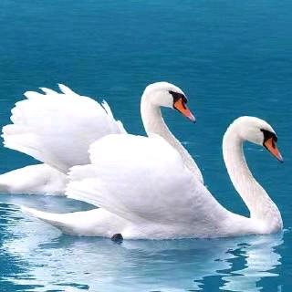 天鹅🦢