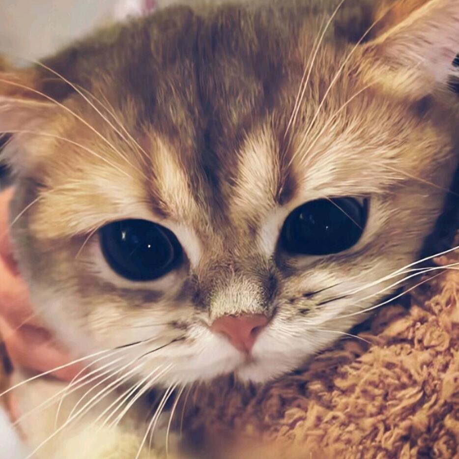 王小隆.