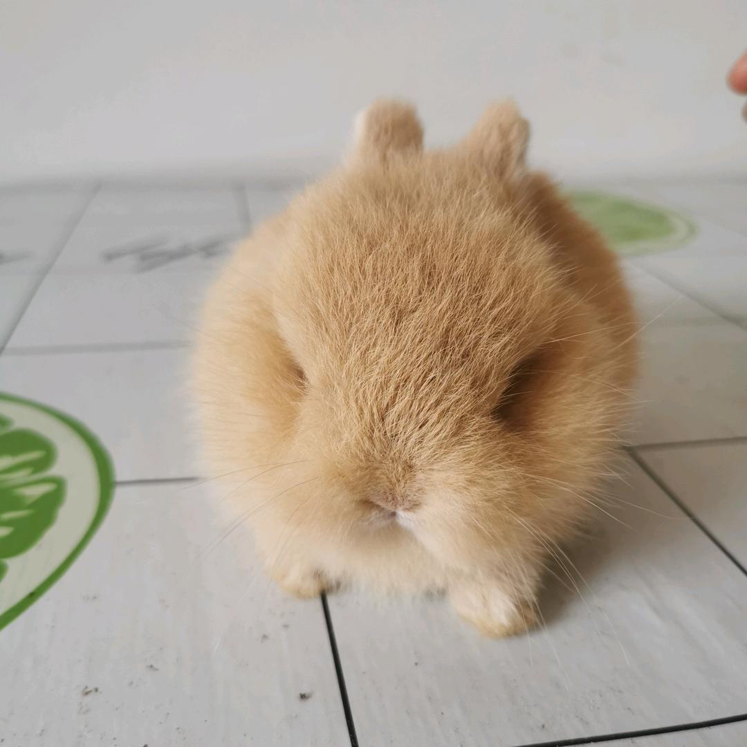 翠姐宠物