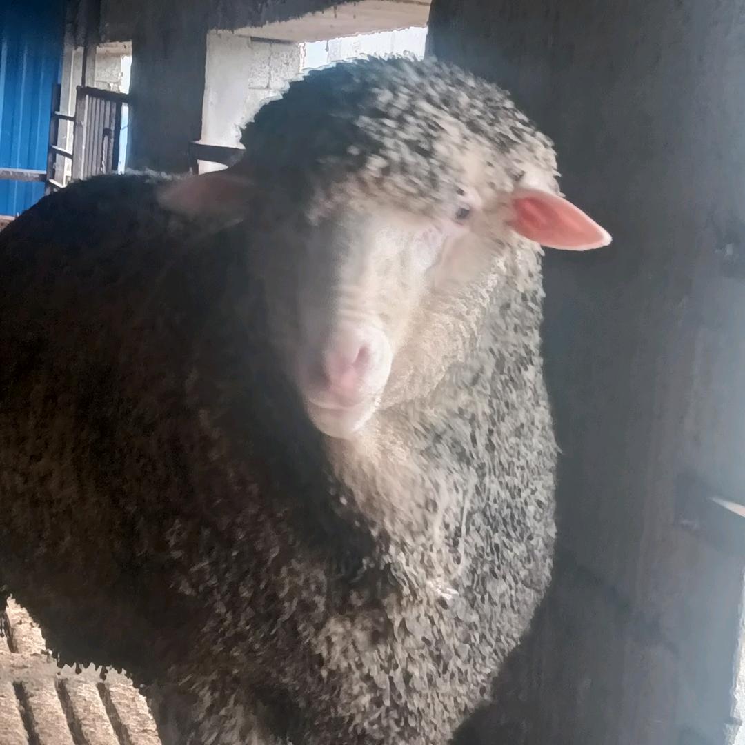 平顶山瓦店羊哥