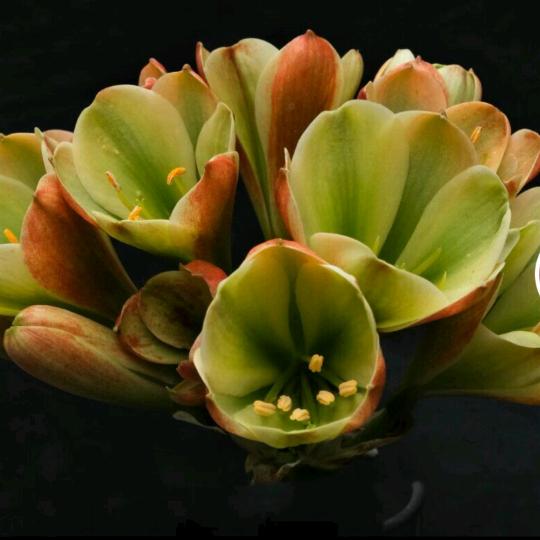 万家灯火君子兰花卉