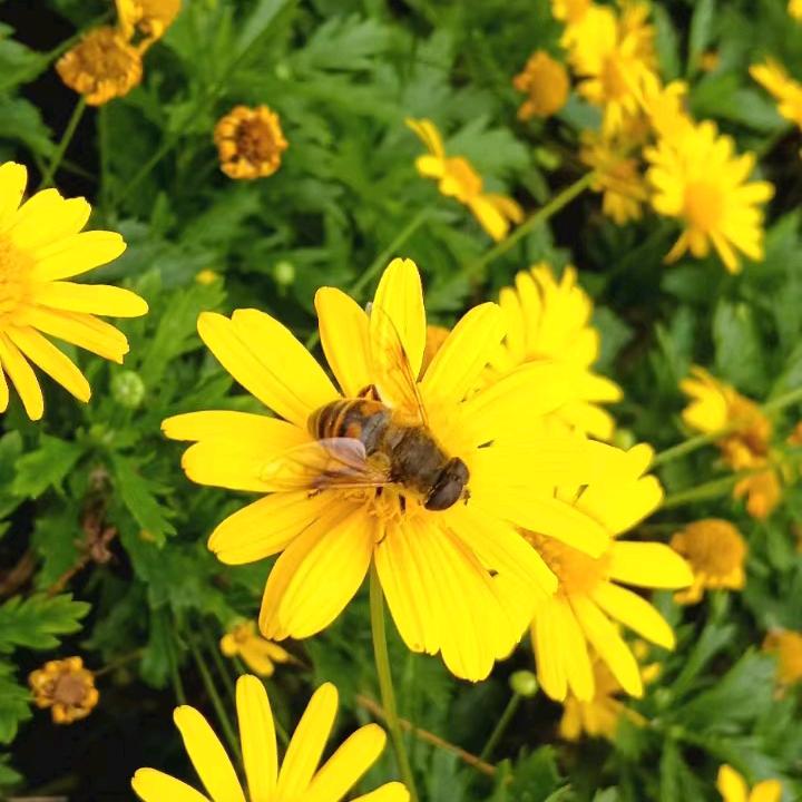 颗粒无收的颜值