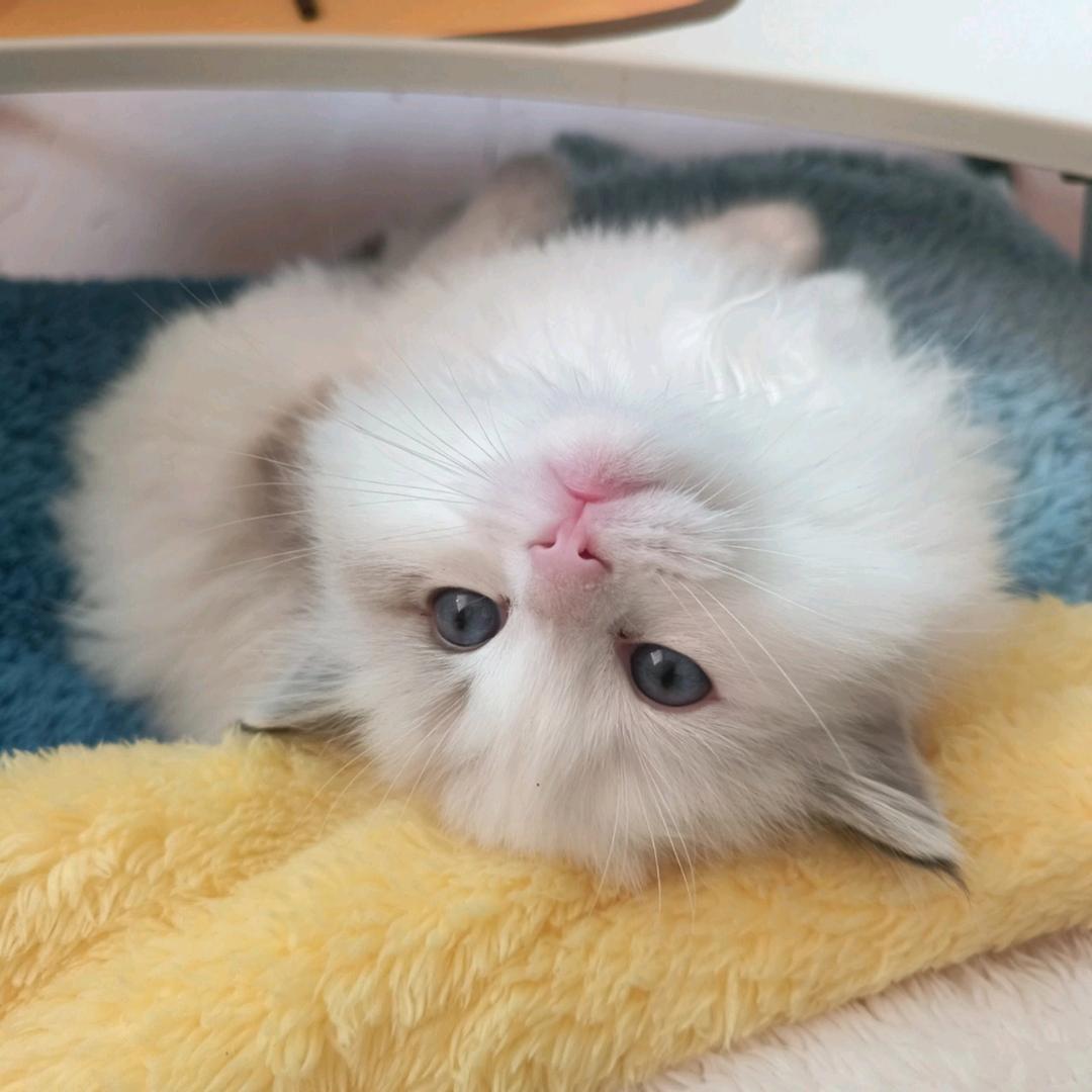 小毛崽是贪吃咪