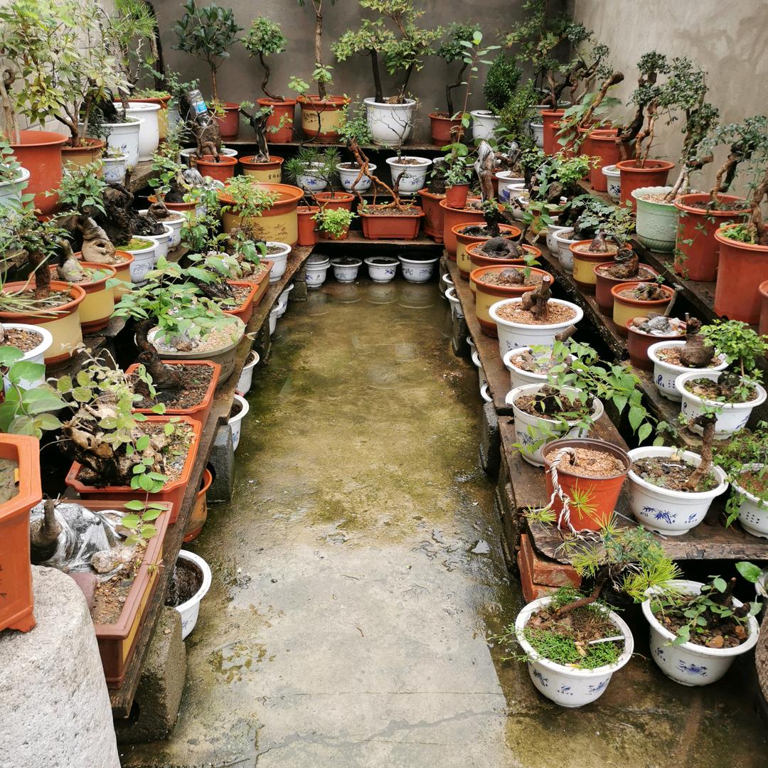 嵩县王老五盆景园艺优品店