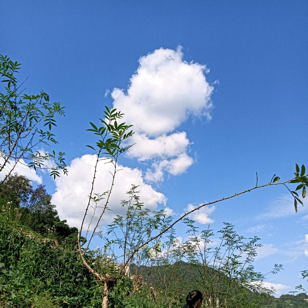 香草味