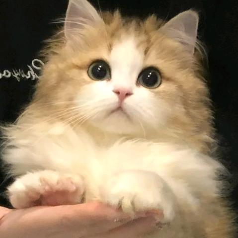 牛柚柚诱