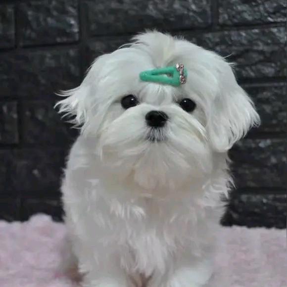 老赵家的狗宝宝