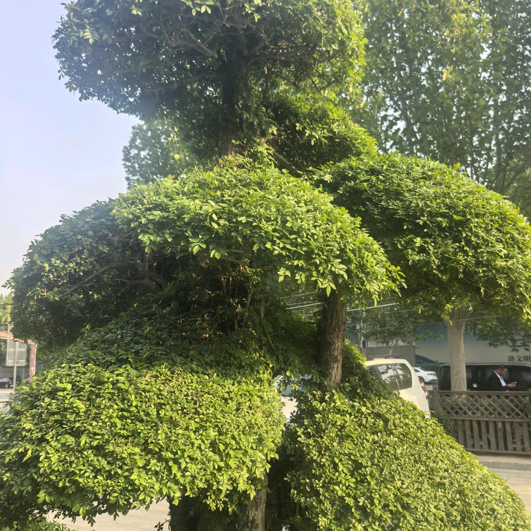 好运连连