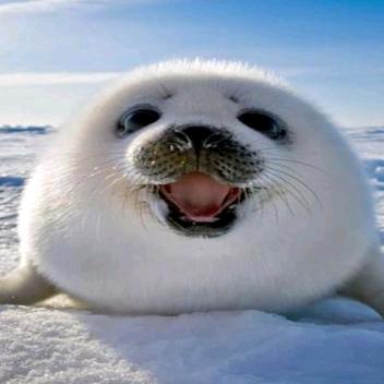 大春的动物世界