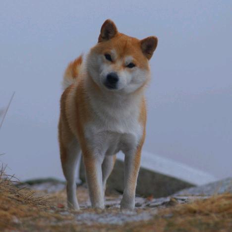 仙公子