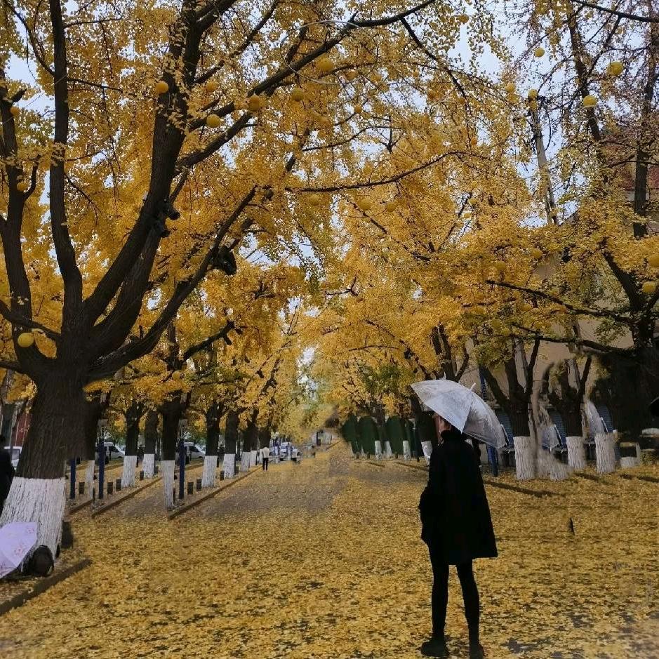 金地鲜花🌻辽宁丹东