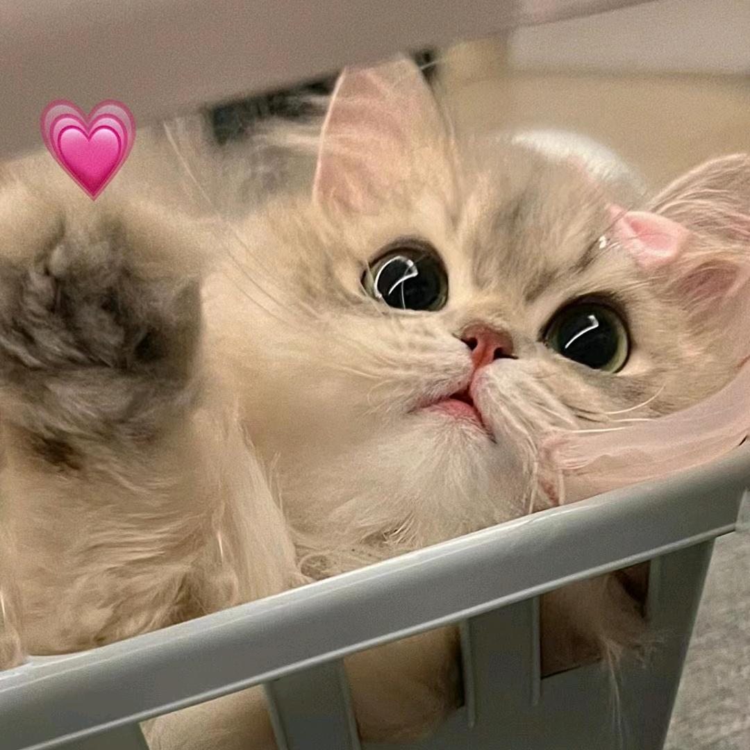 喵喵大王🐱（不吃蛋糕版）