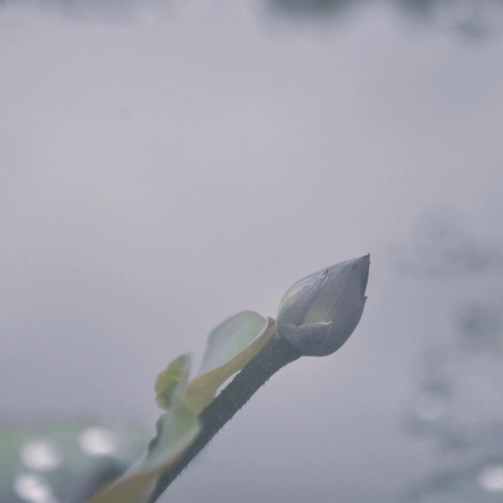 泡在岩茶里