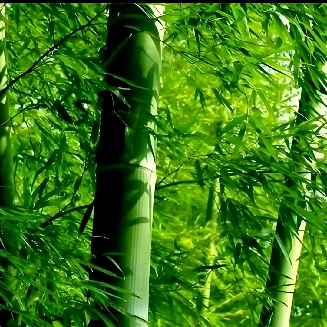 青竹