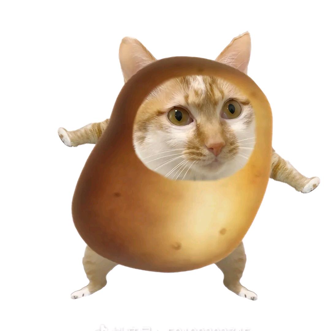 芝士猫