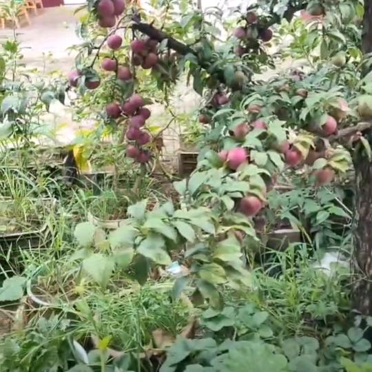 农业植保慎庆