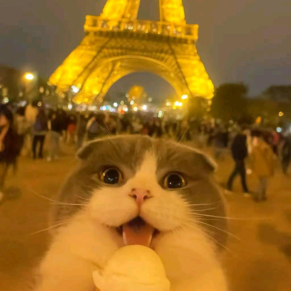 猫了个咪