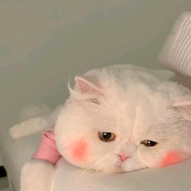 猫爪飞鱼２０２５