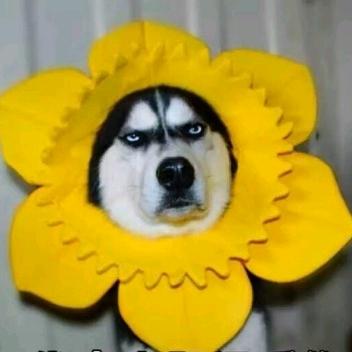 太二不二