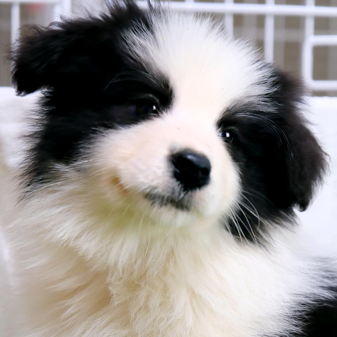 富贵儿家的小边牧🐶