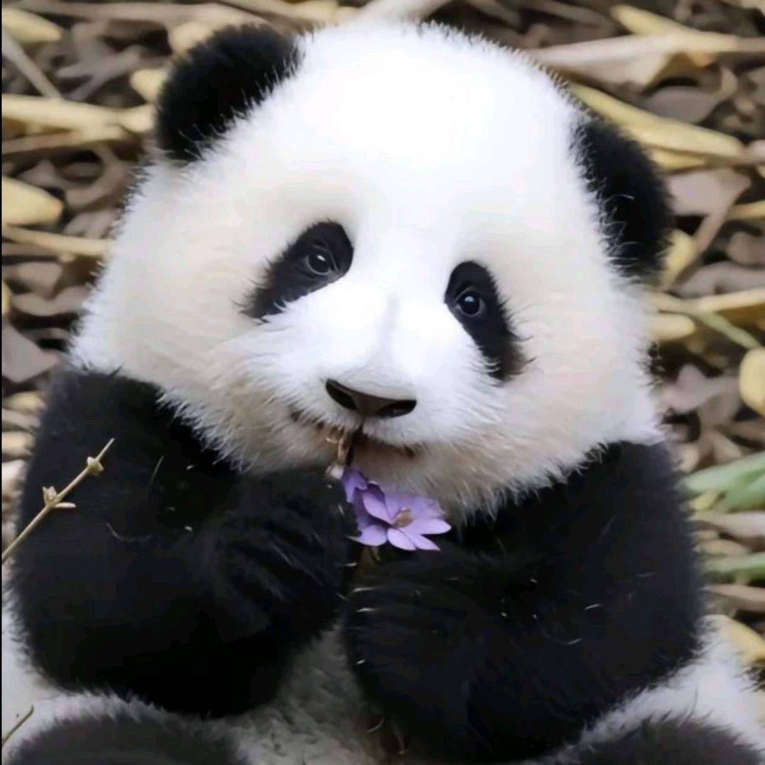 小牛