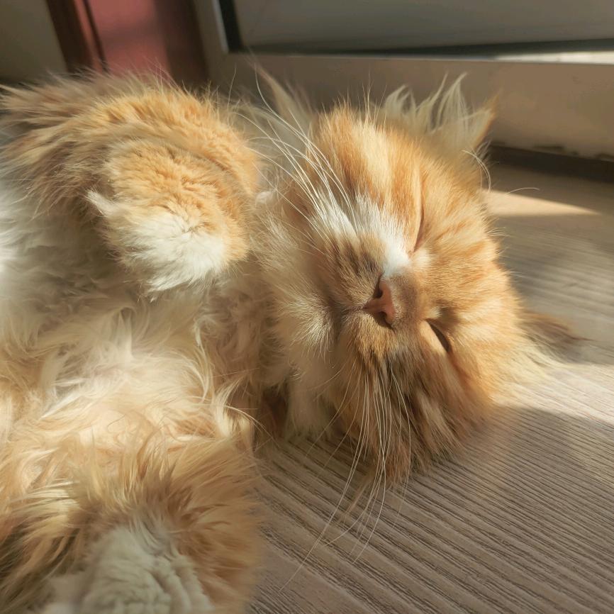 家有大橘猫