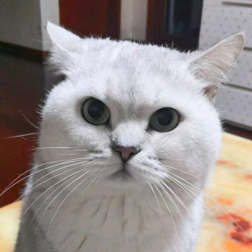 不吃鱼的猫