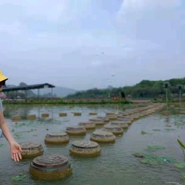芳芳姑娘（褔利号）
