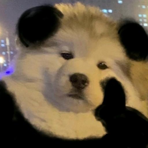 十日卜