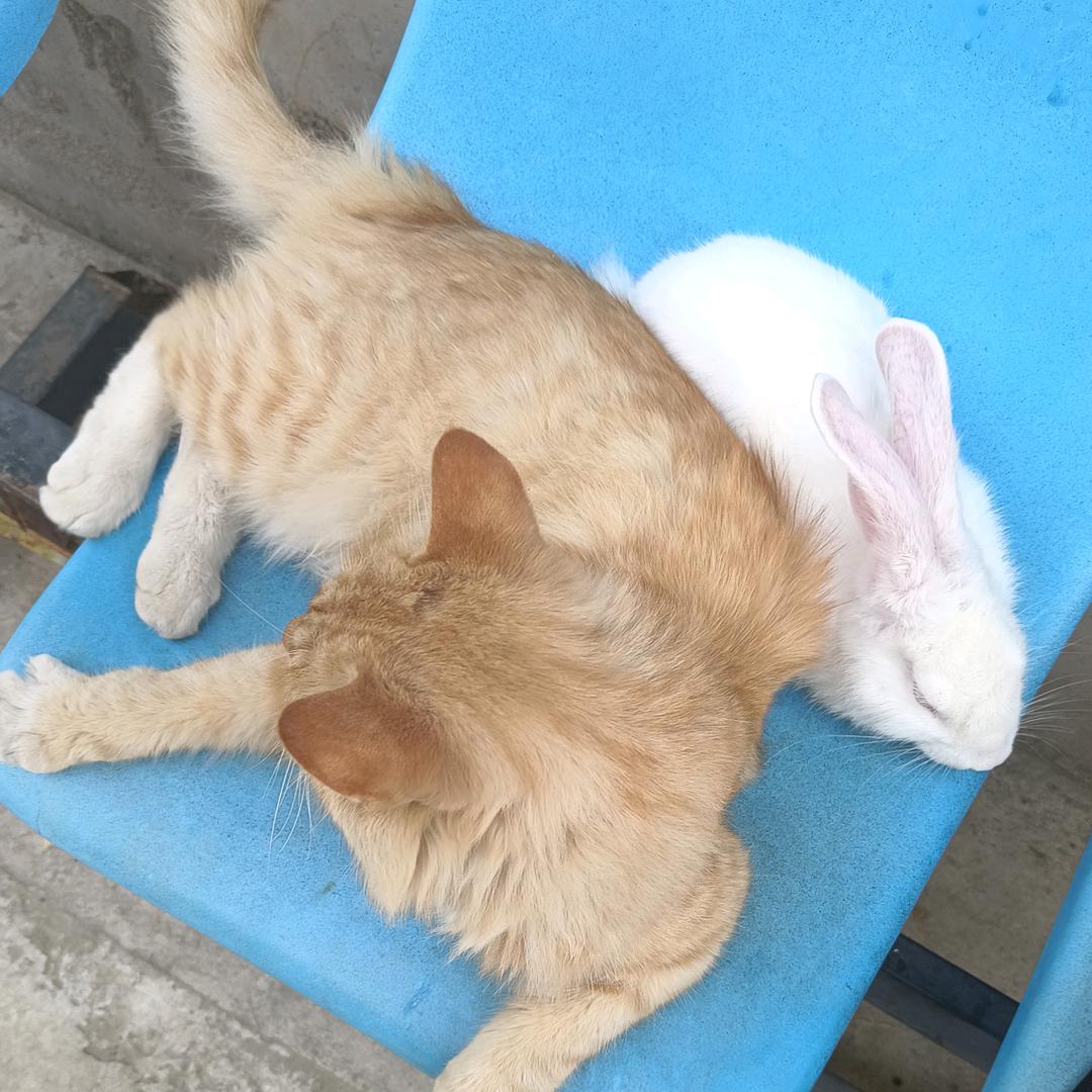 清风清梦