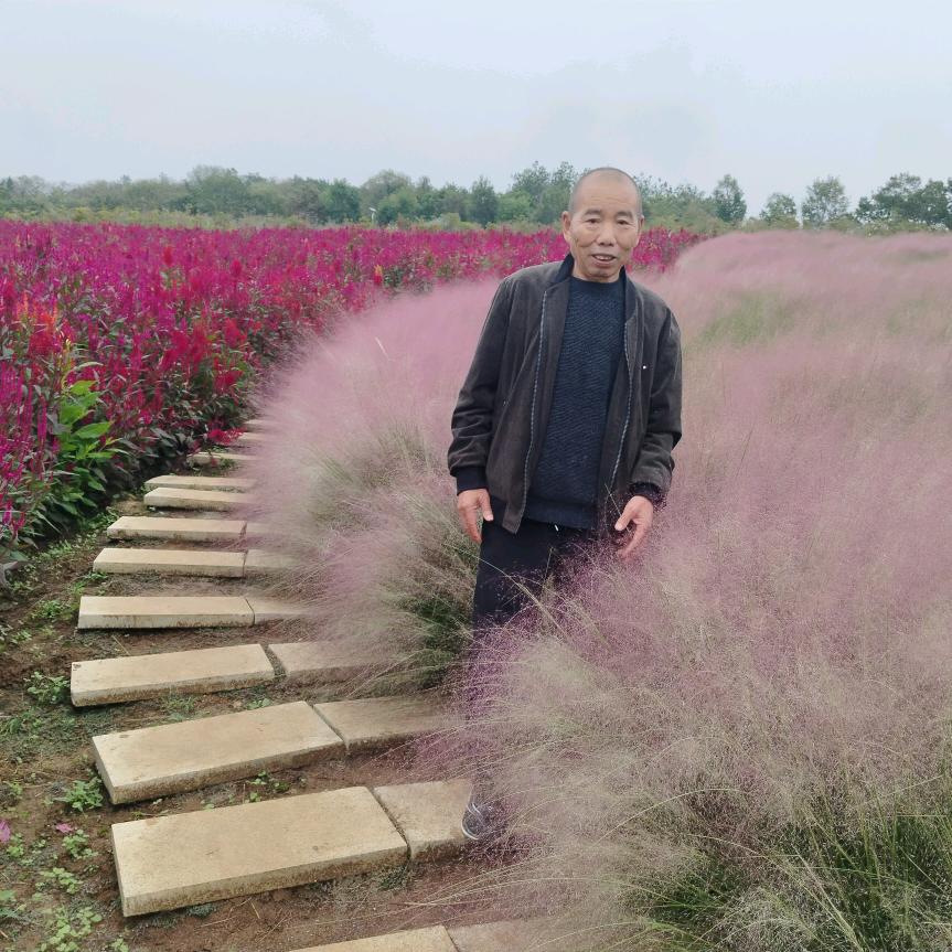 楊
