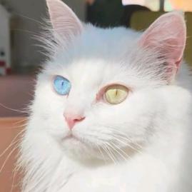 猫꧂