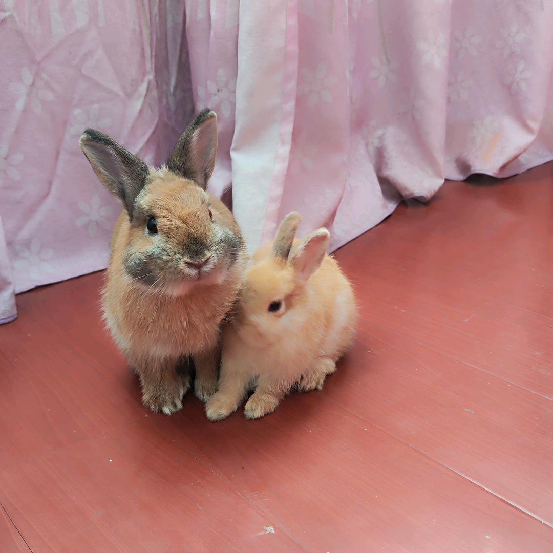 养兔子🐰的红红子🌻