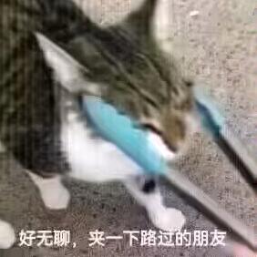 帅猫炒鸡喜欢你