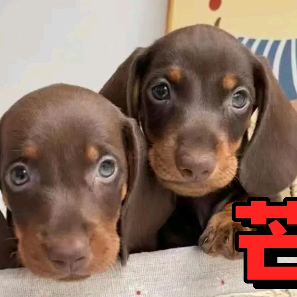 芒果家肥肠（买🐶私聊）